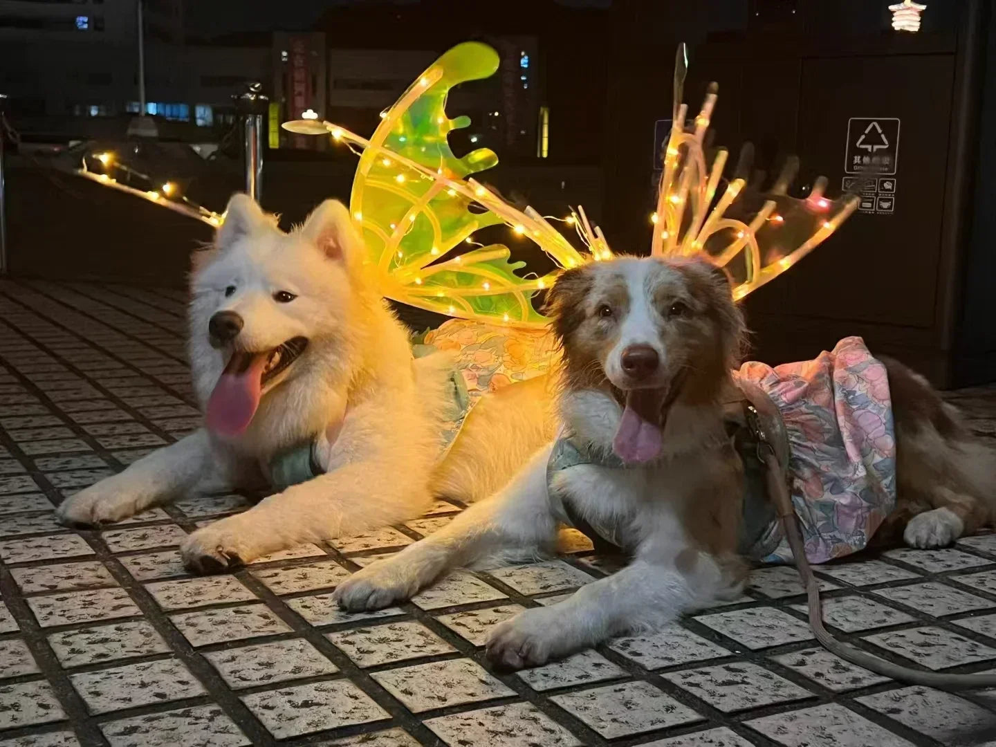 Dog Butterfly Glowing Wings