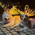 Dog Butterfly Glowing Wings