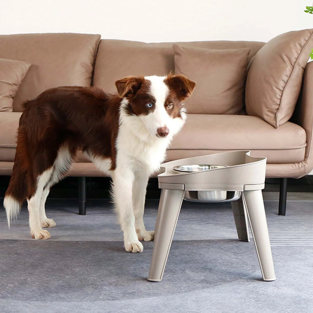 Elevated Dog Feeder Non-Slip