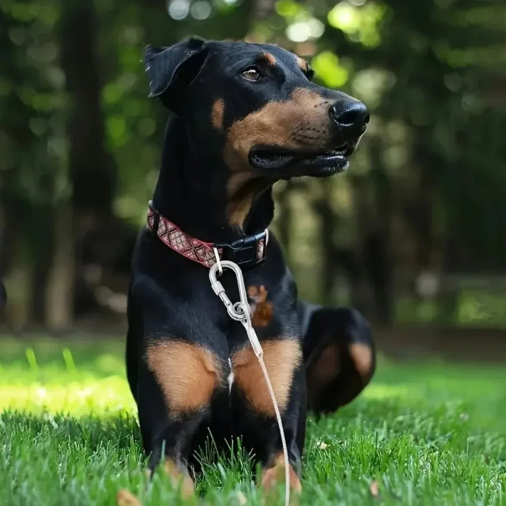 Double-headed Dog Tie Out Cable